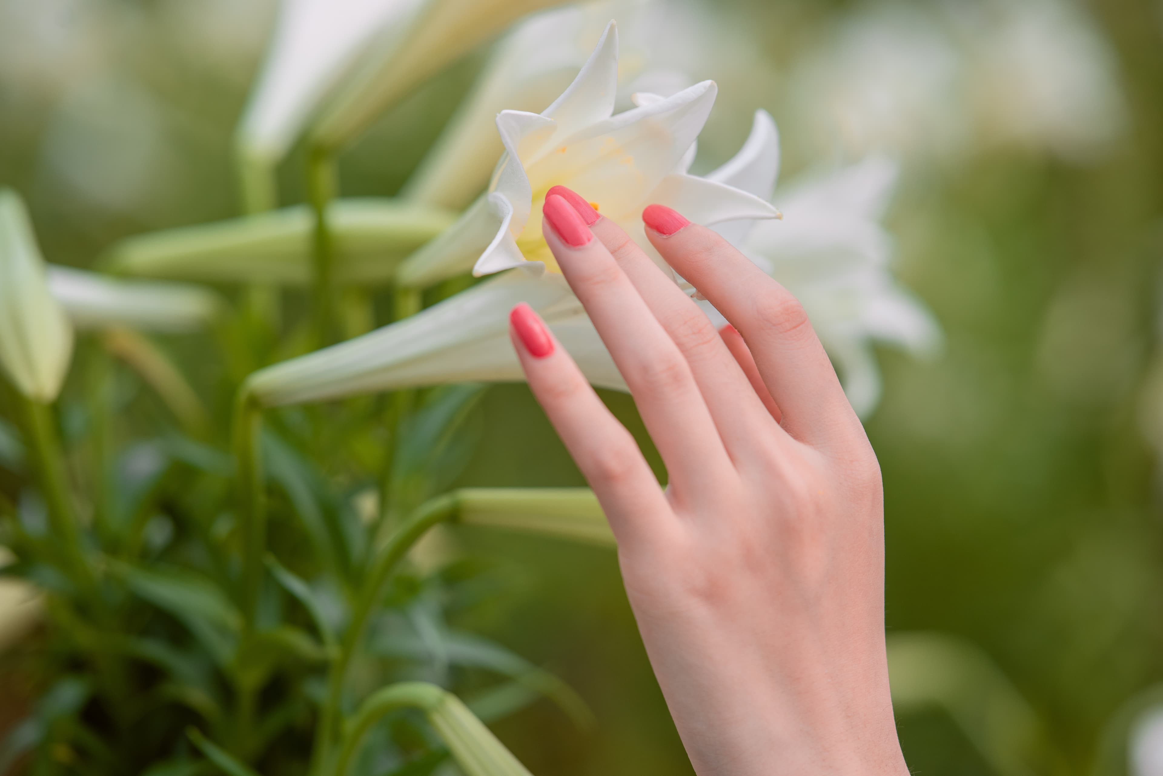 Gepflegte Hand mit korallenfarben lackierten Nägeln berührt eine weiße Blüte